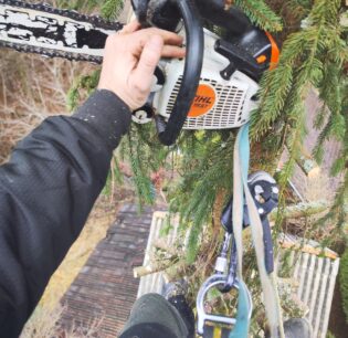 Doborare brad cu alpinisti utilitari in Feleacu, Cluj